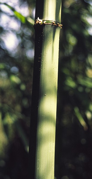 bamboo - square.jpg